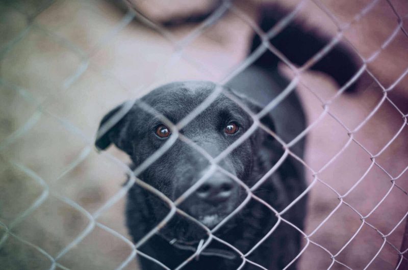 NSW imposes lifetime ban on owning animals for serious animal cruelty criminals